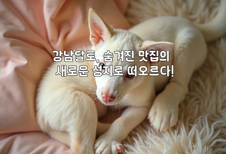 강남달토, 숨겨진 맛집의 새로운 성지로 떠오르다!